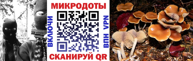 Псилоцибиновые грибы Psilocybe  как найти закладки  Волхов 